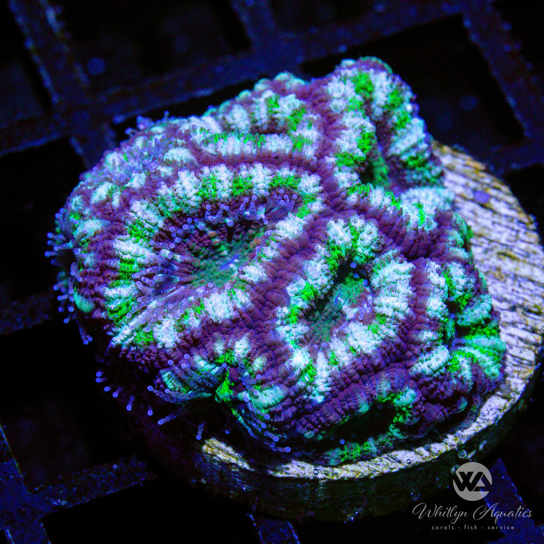A45 - WA Jester Acan - WYSIWYG