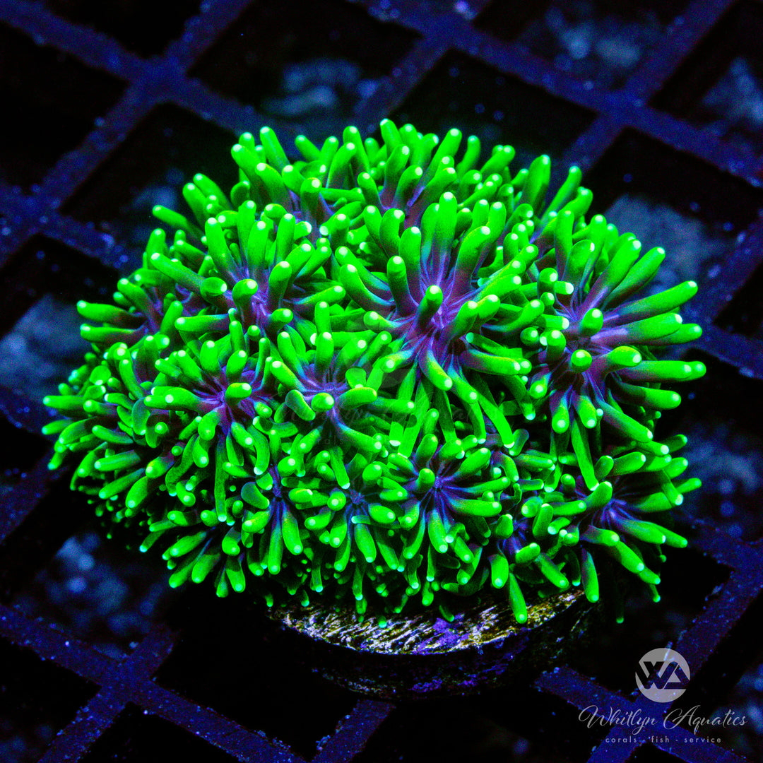 A30 - Green Galaxia - WYSIWYG