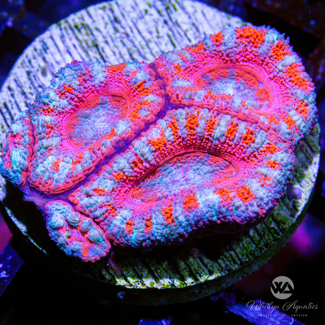 A07 - Peppermint Acan - WYSIWYG