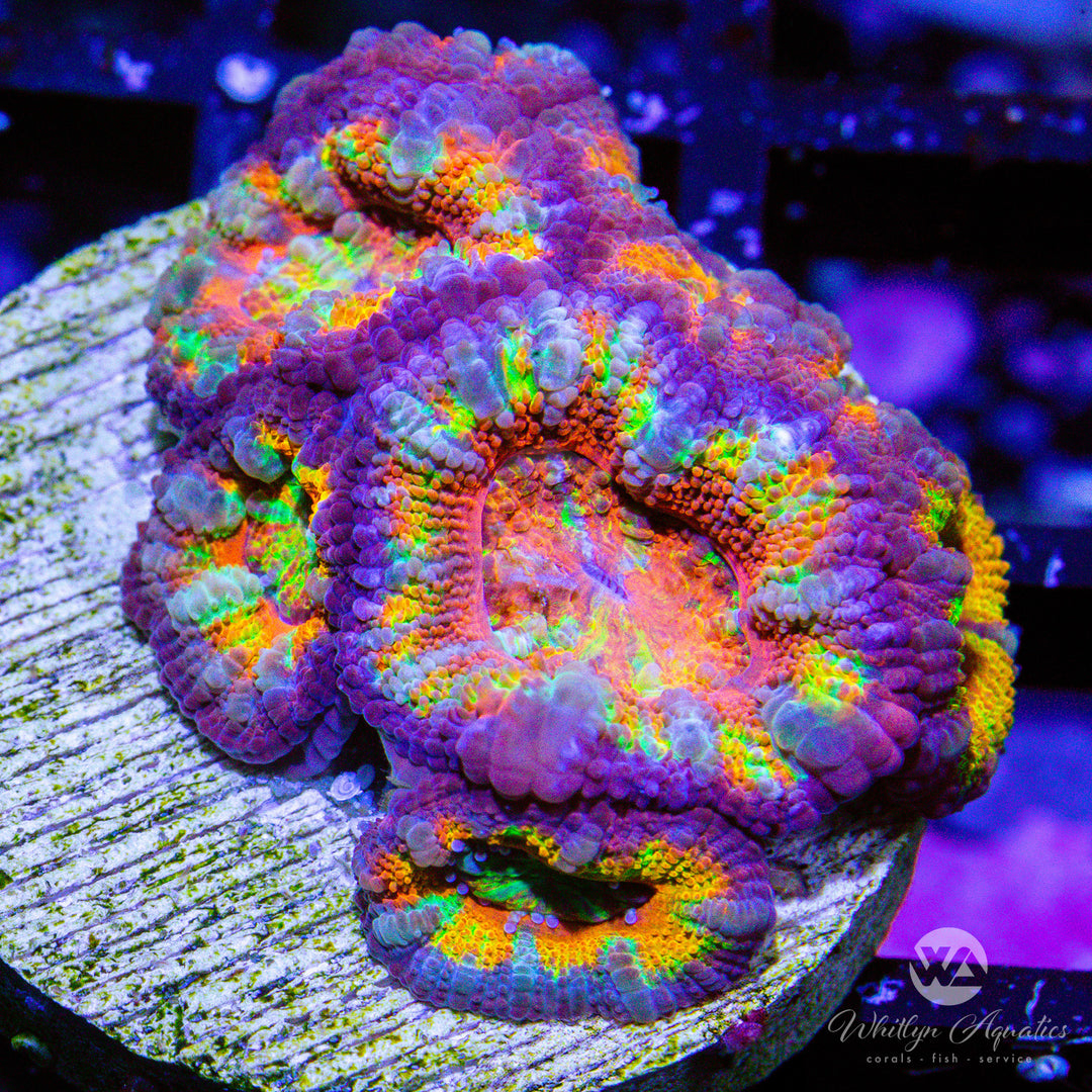 A16 - WA Rainbow Road Acan - WYSIWYG