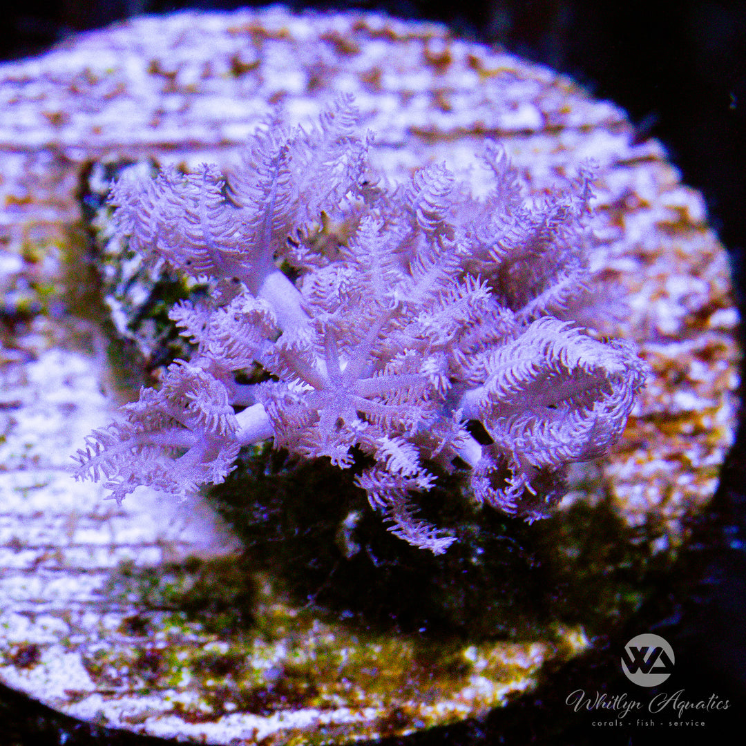 B27 - Pulsing Xenia - WYSIWYG