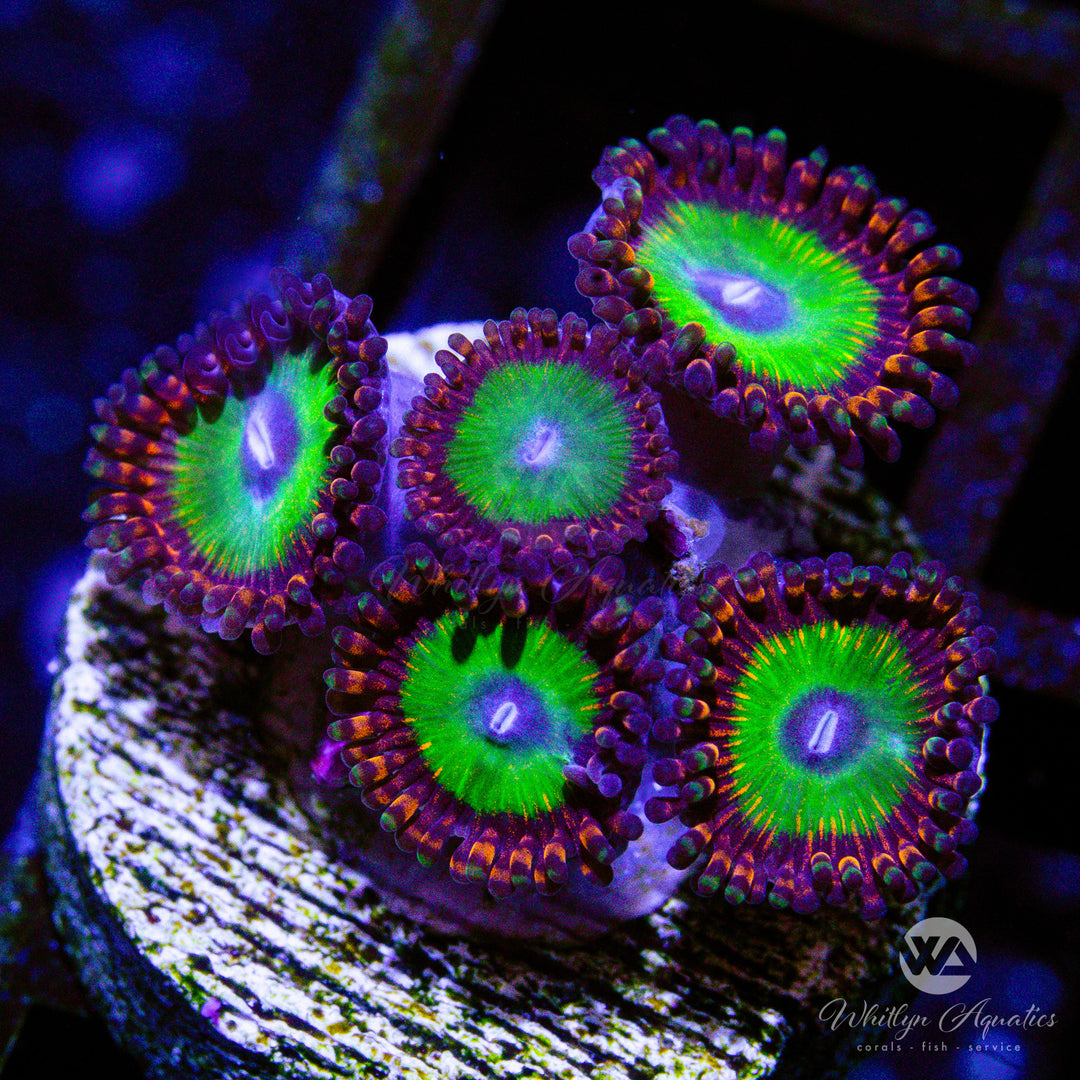 35D - Candy Apple Red Zoa - WYSIWYG