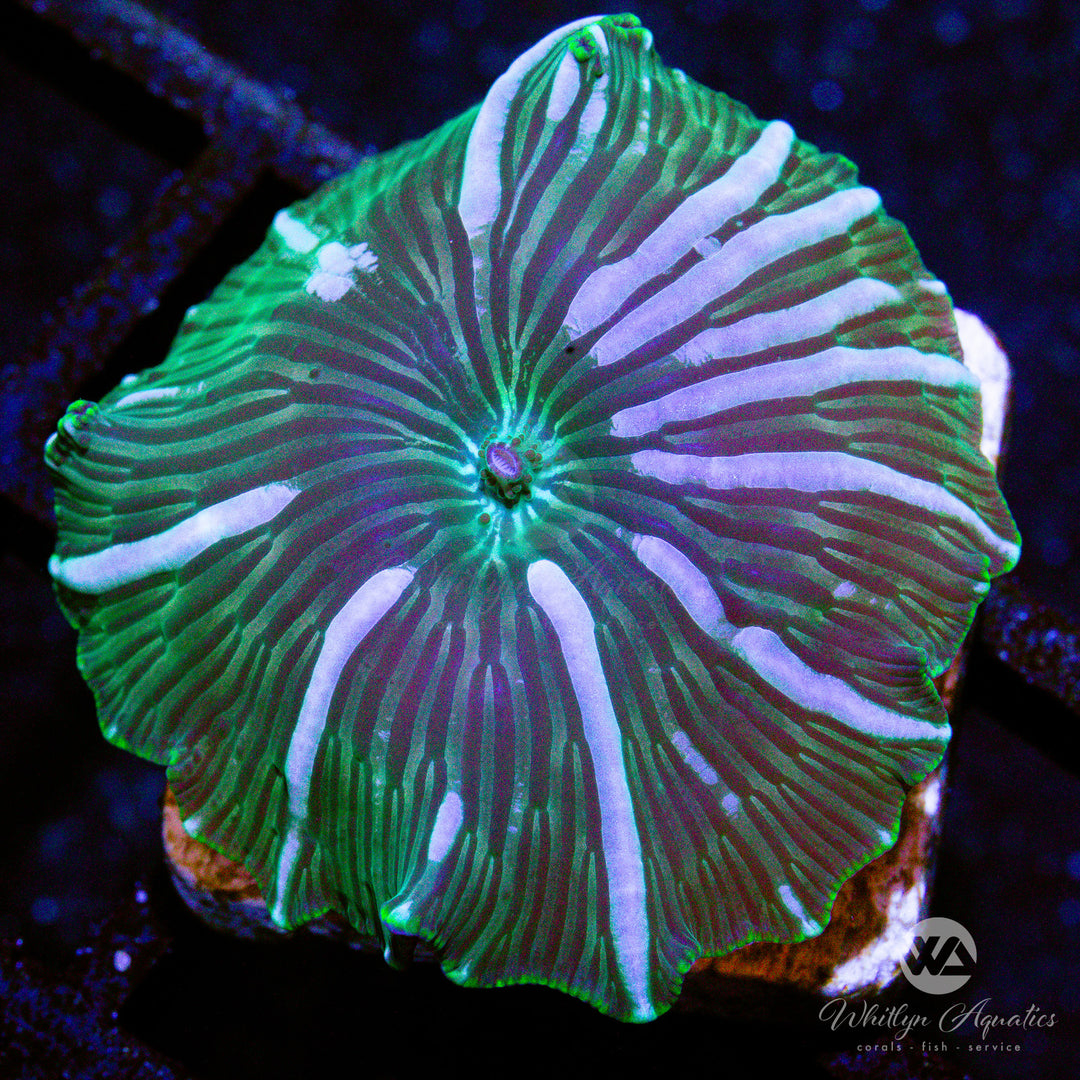 A31 - Watermelon Mushroom - WYSIWYG