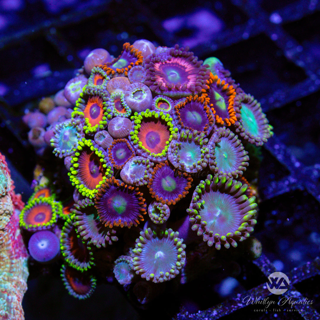 29C - Zoa Combo - WYSIWYG
