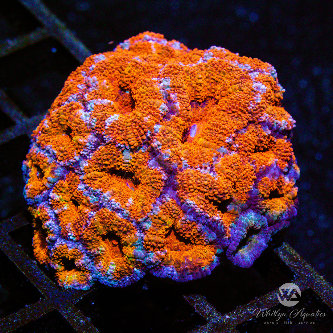 D36 - XL Red Acan - WYSIWYG