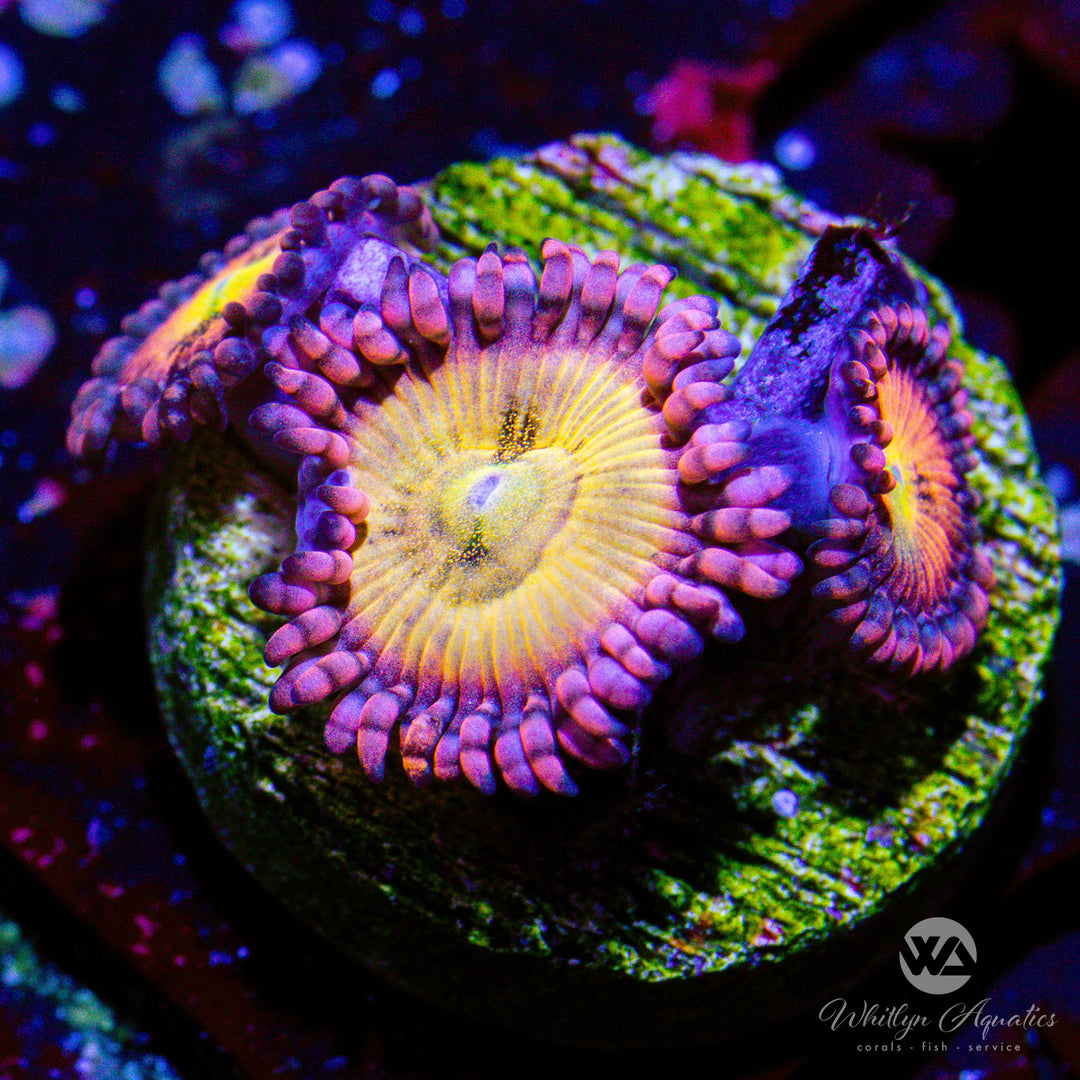 25D - Halle Berry Zoa - WYSIWYG