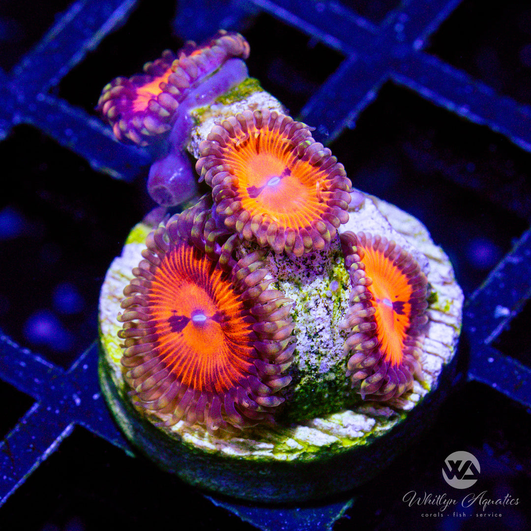 18B - Bloodsucker Zoa - WYSIWYG