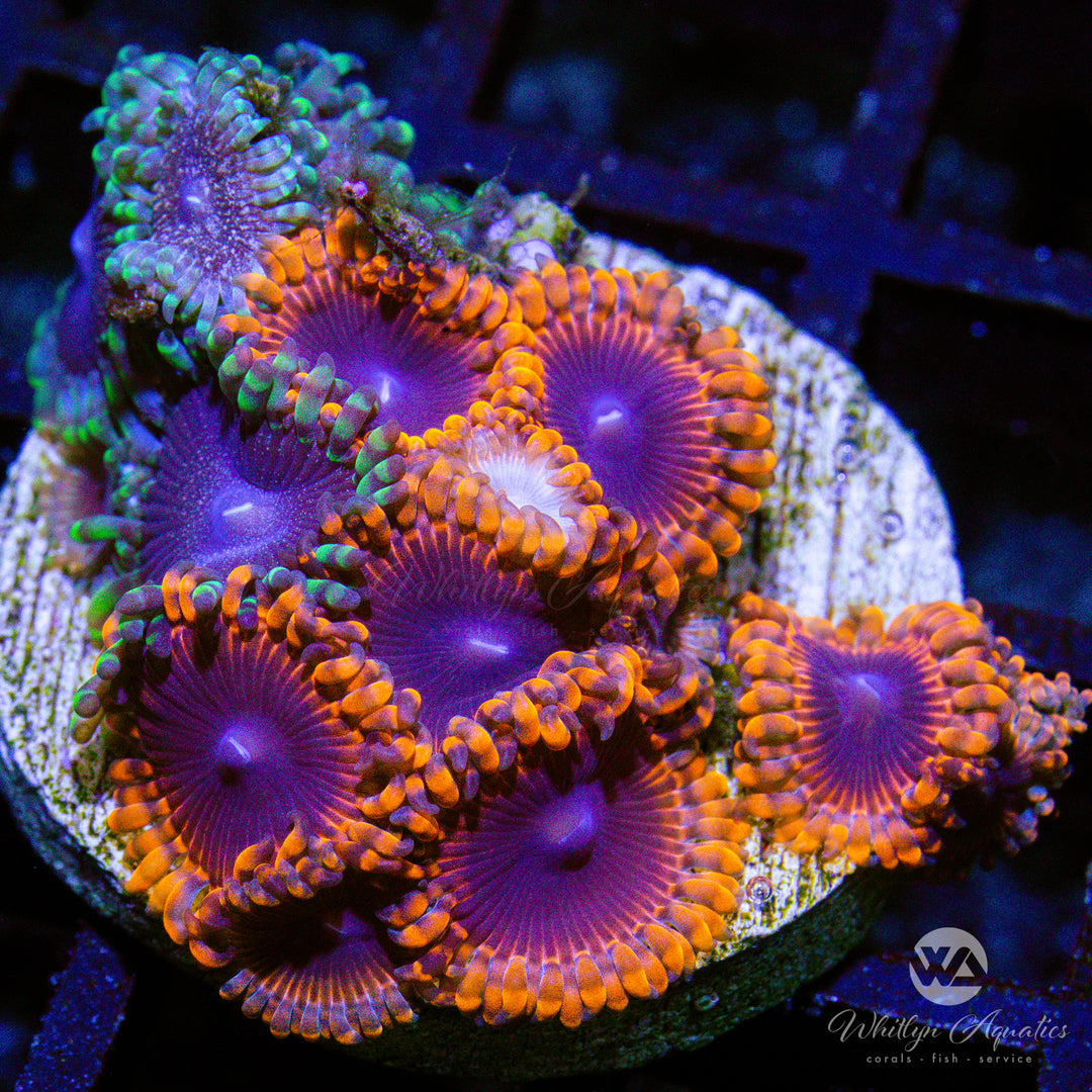 A01 - Zoa Combo - WYSIWYG