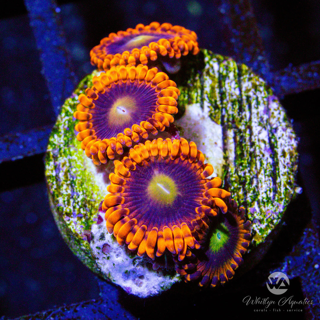 C11 - WA Witch's Brew Zoa - WYSIWYG