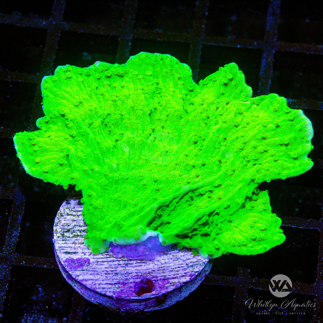 A10 - Green Monti Cap - WYSIWYG