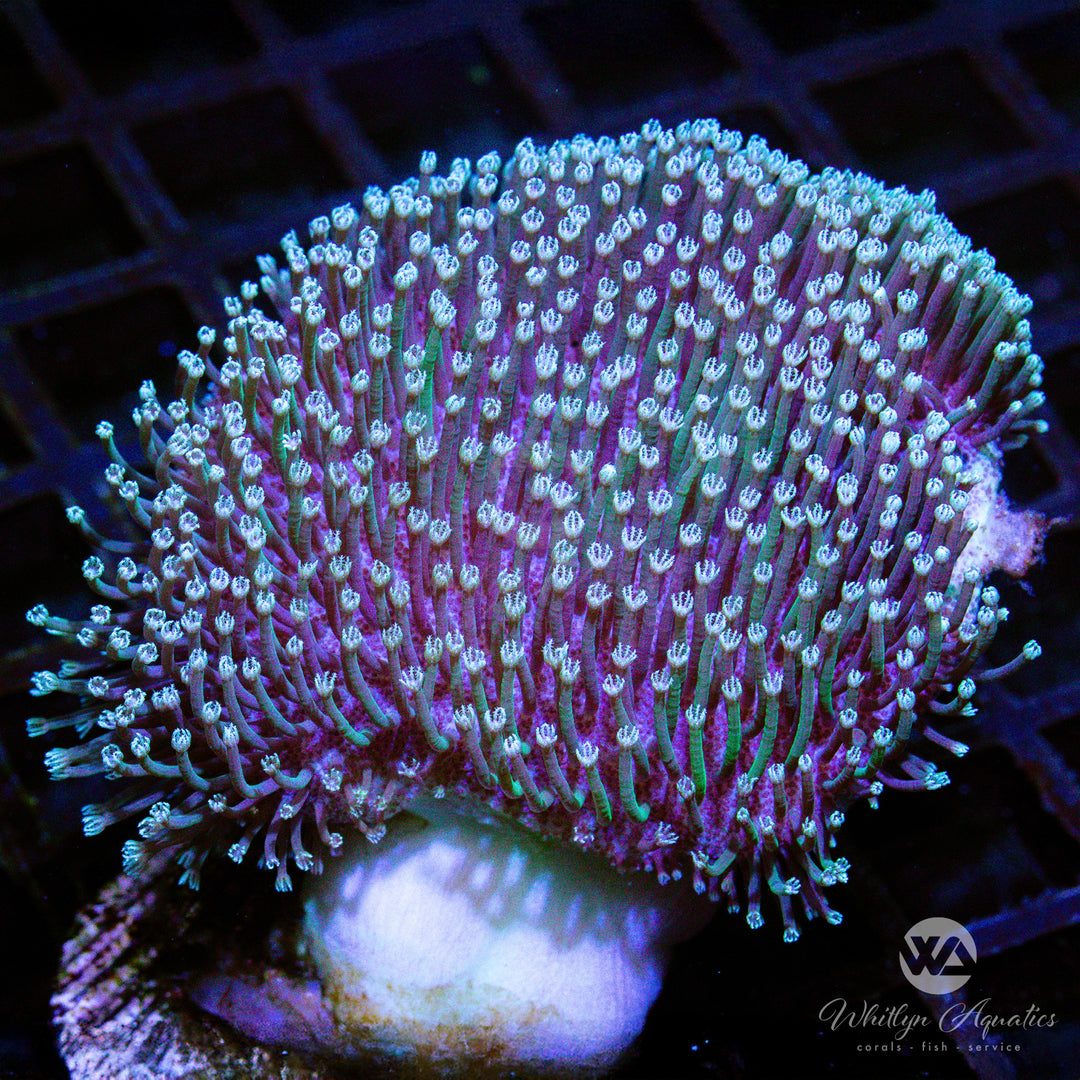 B02 - WA Blue Toadstool - WYSIWYG