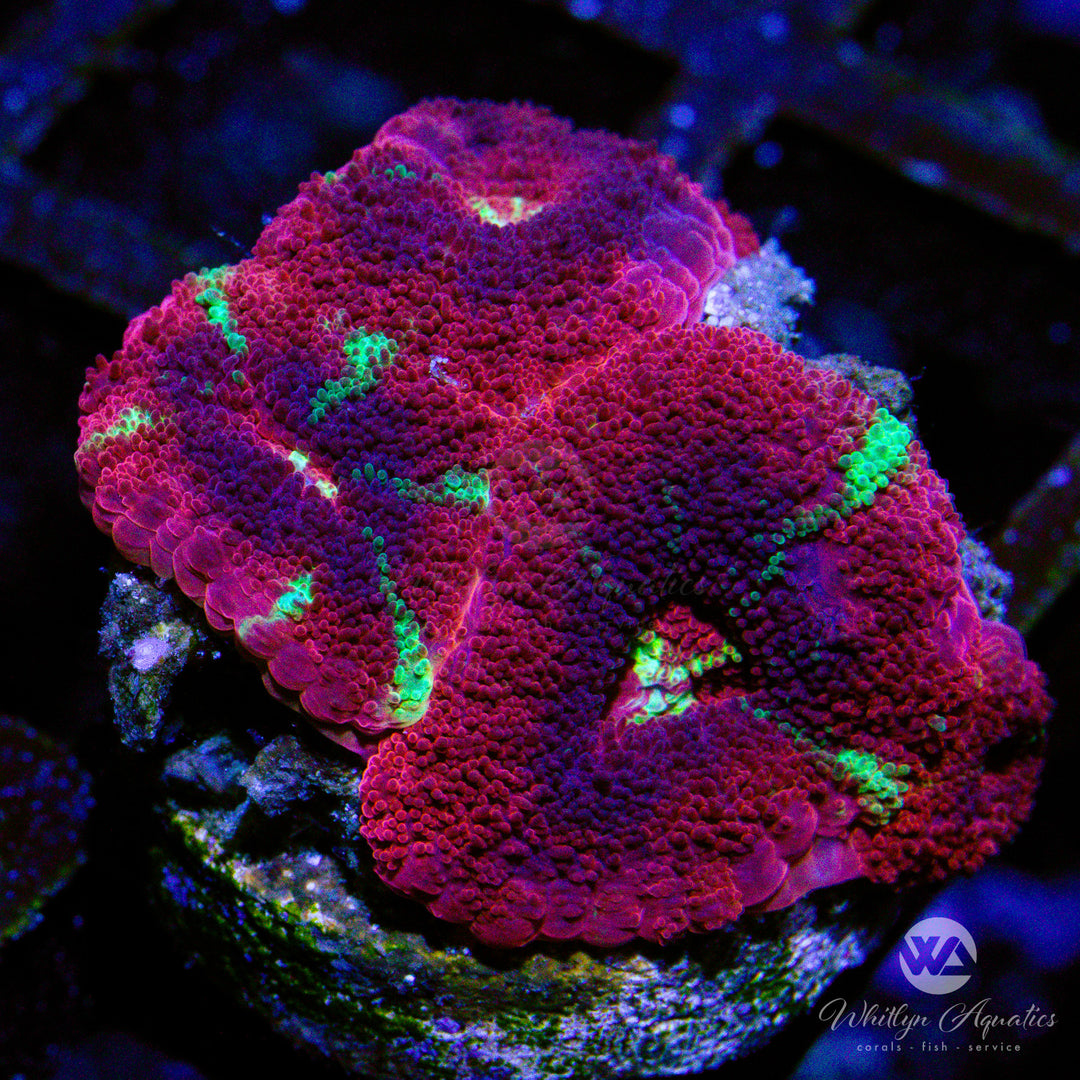 31D - WA Welch's Grape Asian Acan - WYSIWYG