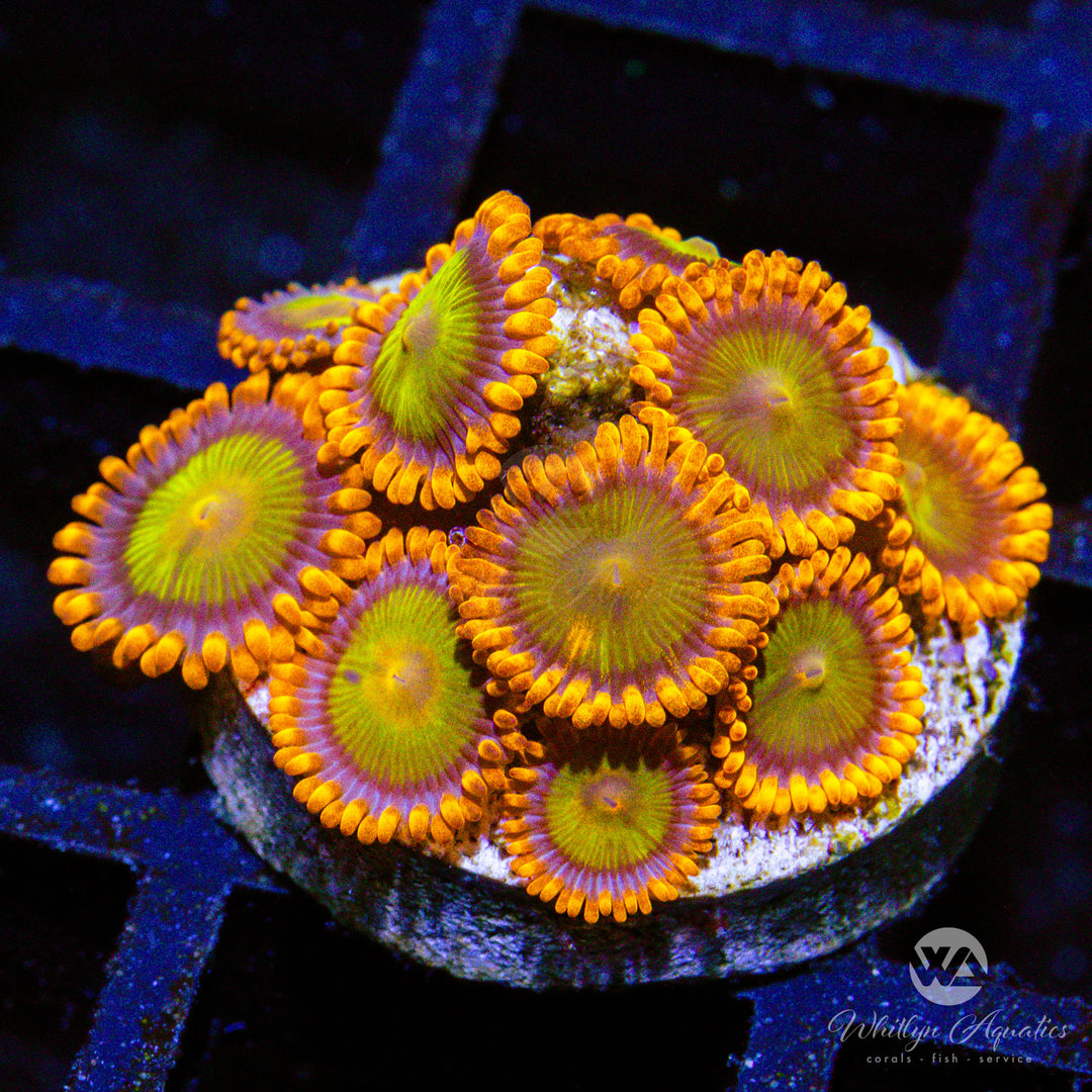 C17 - Yellow Brick Road Zoa - WYSIWYG