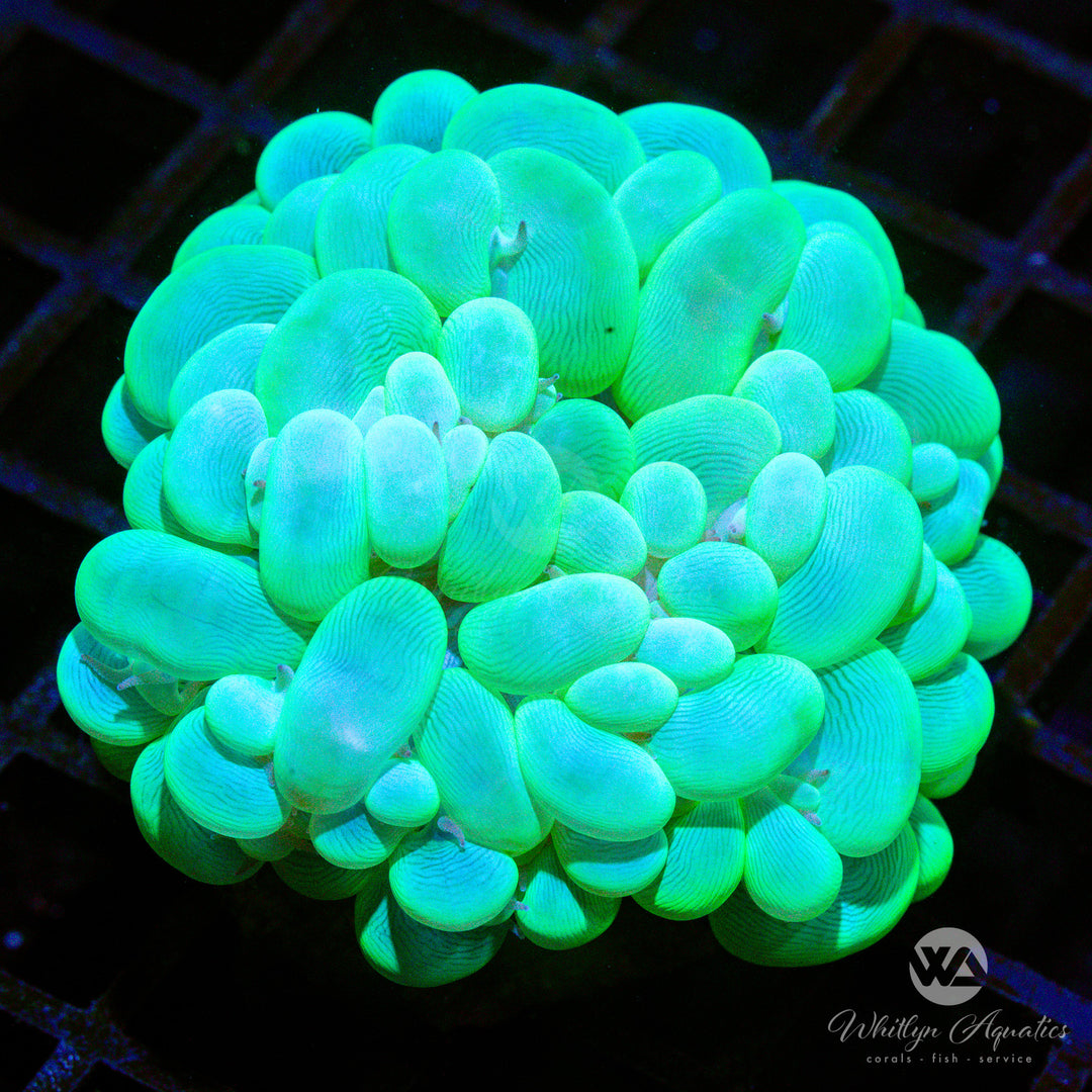 C50 - Bubble Coral - WYSIWYG
