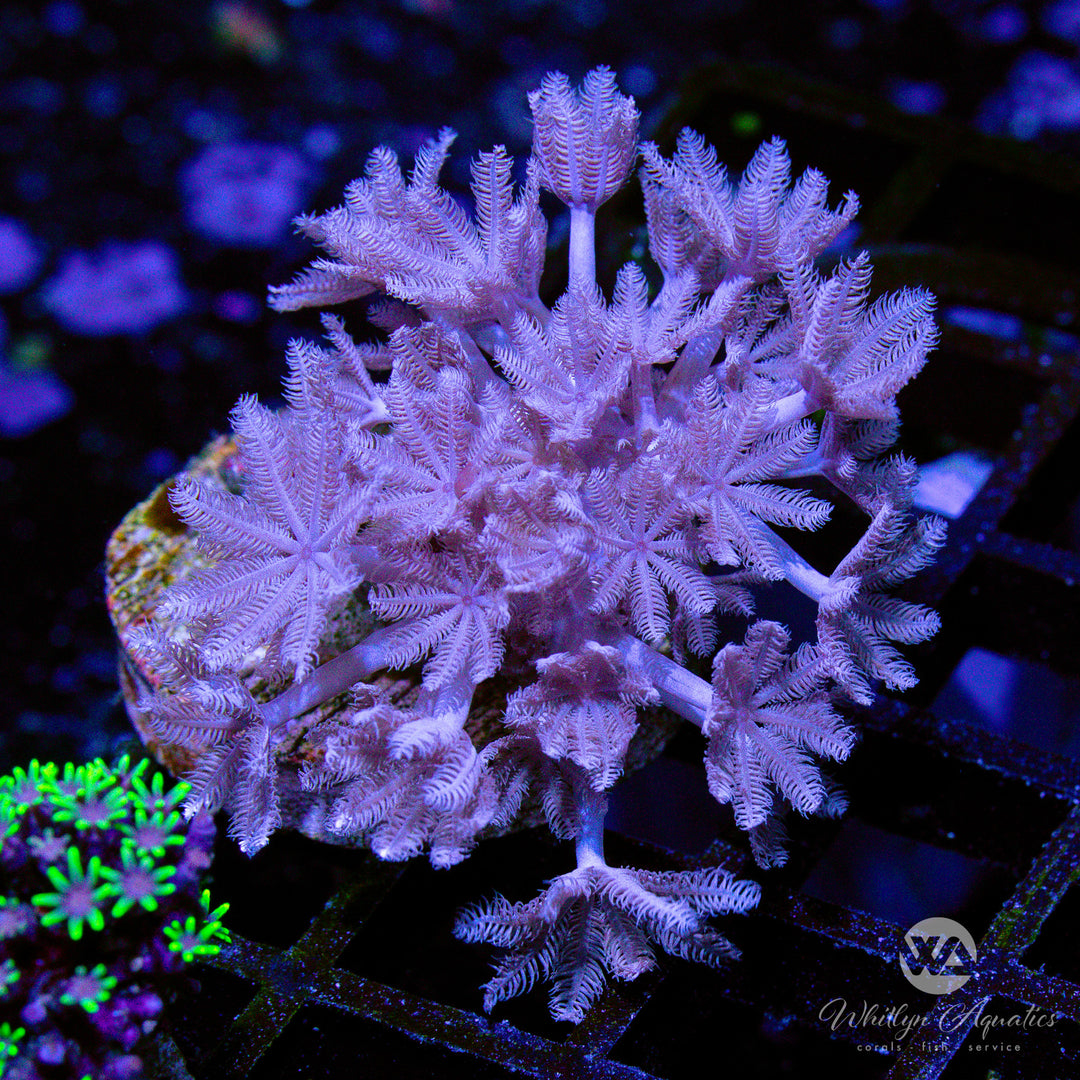 33B - Pulsing Xenia - WYSIWYG