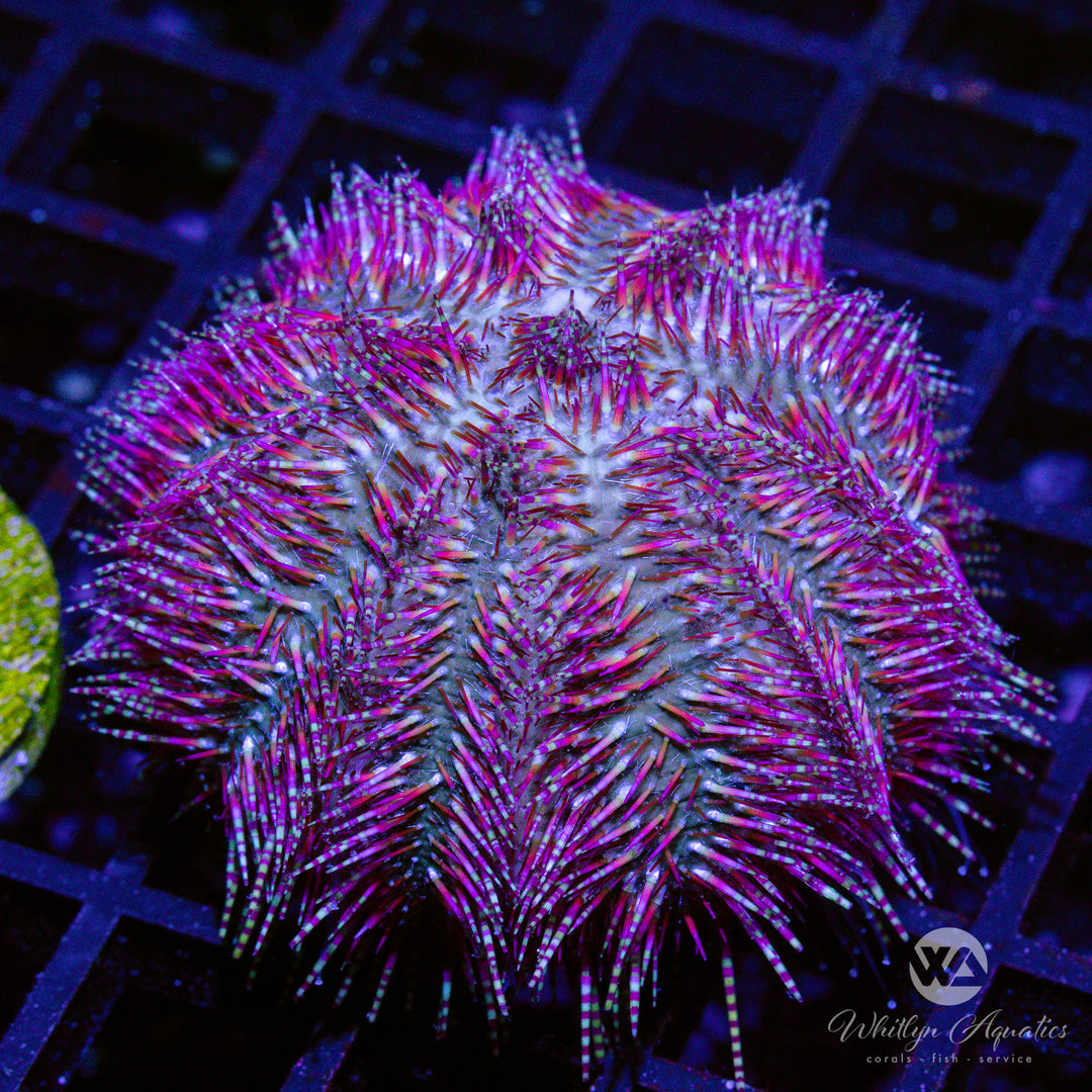 41C - Red Bells Urchin - WYSIWYG