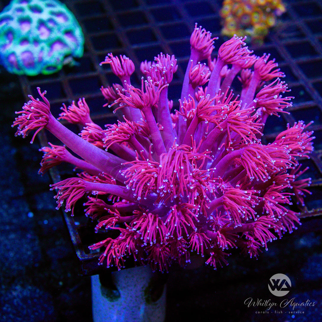 B01 - WA Powder Pink Goni Colony - WYSIWYG