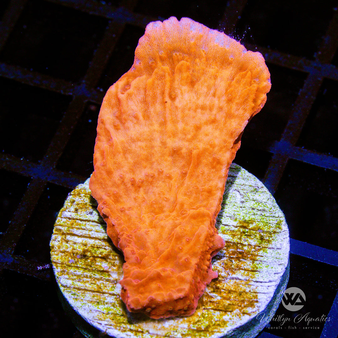 D46 - Orange Monti Cap - WYSIWYG
