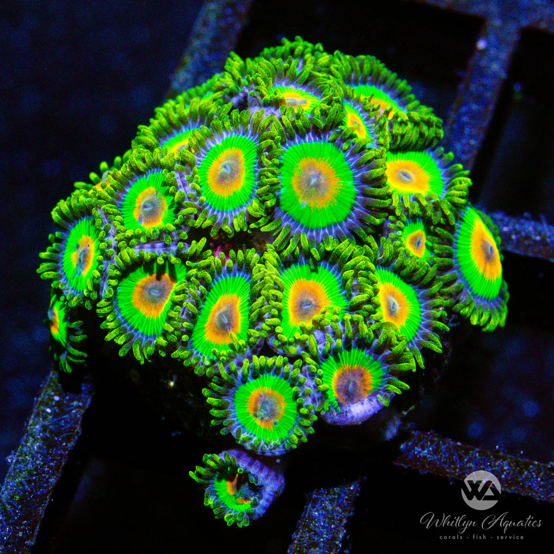 C28 - Rasta Zoa - WYSIWYG