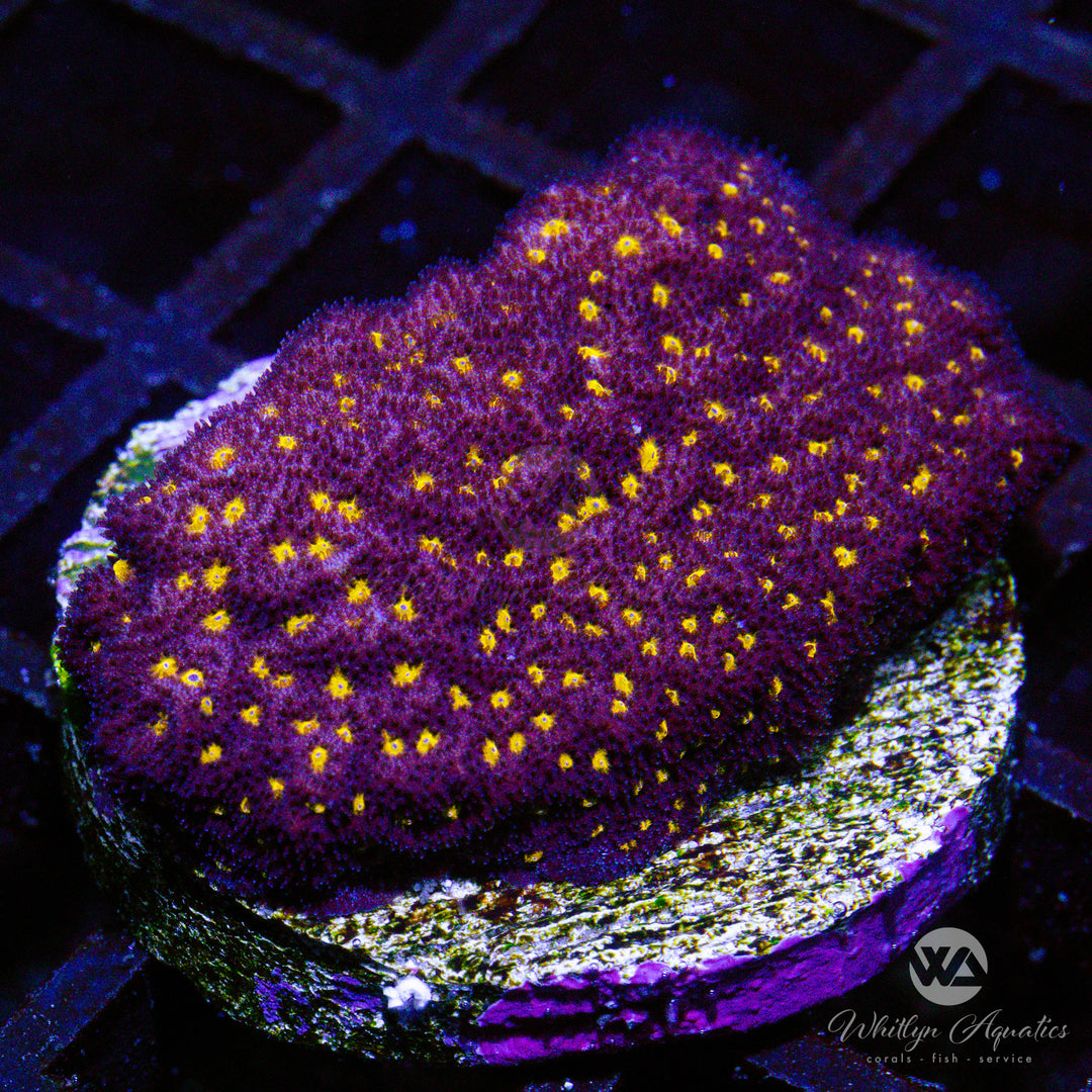 A40 - WA Starry Night Psammocora - WYSIWYG