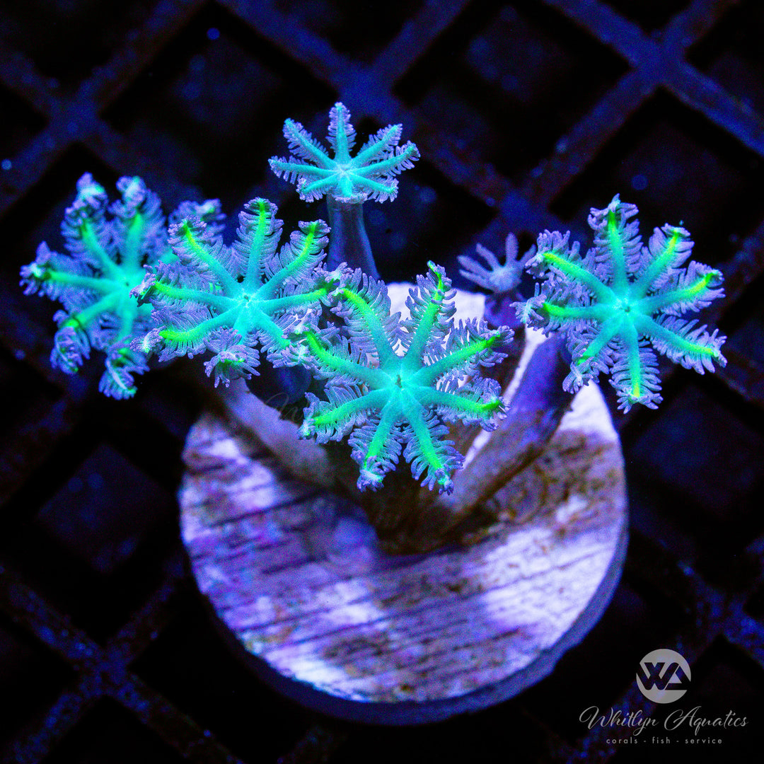 A43 - Neon Clove Polyps - WYSIWYG