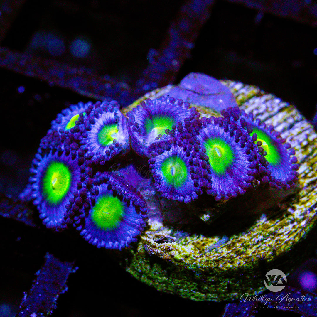 A13 - AOI Zoa - WYSIWYG