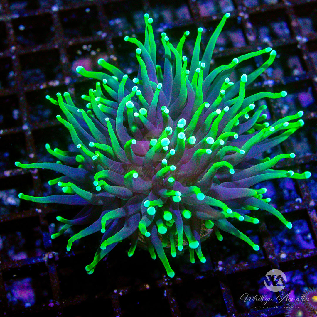B12 - Blacklight Torch - WYSIWYG