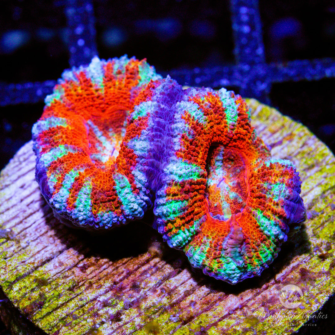 23D - WA Starbomb Acan - WYSIWYG