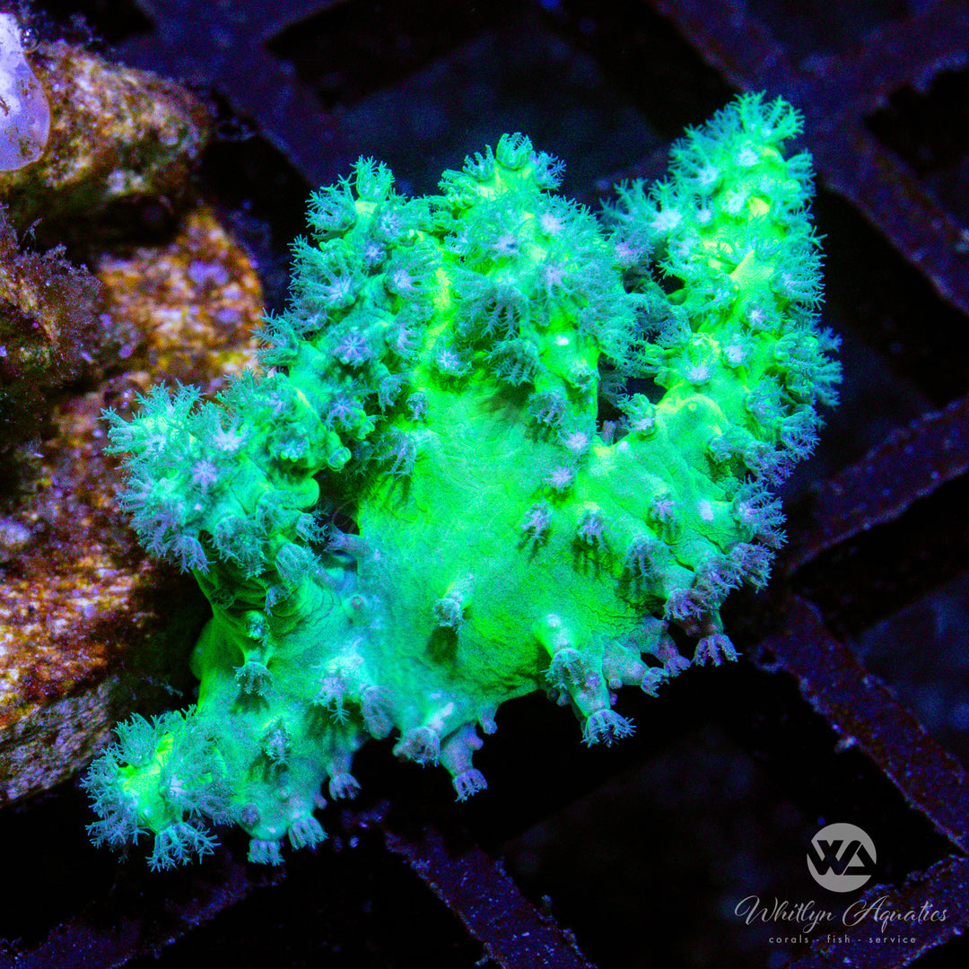 B16 - Neon Green Nephthea - WYSIWYG