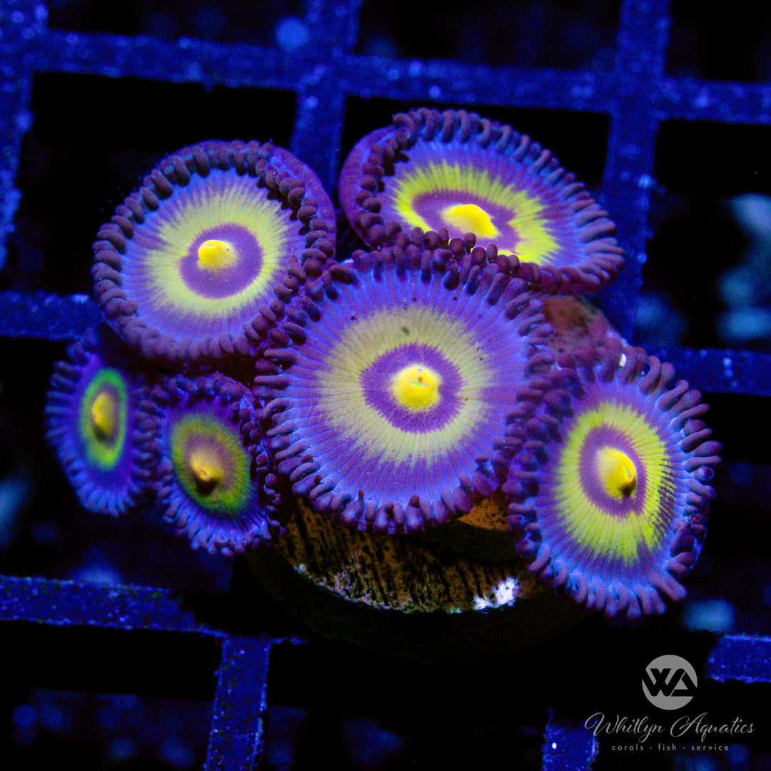 17B - Outcast Zoa - WYSIWYG