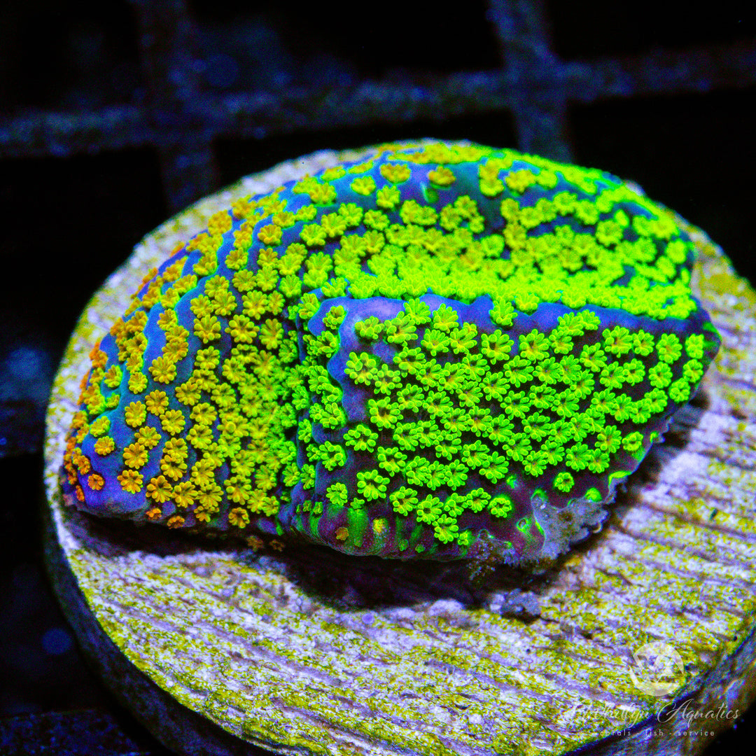 D27 - WA Rainbow Monti - WYSIWYG