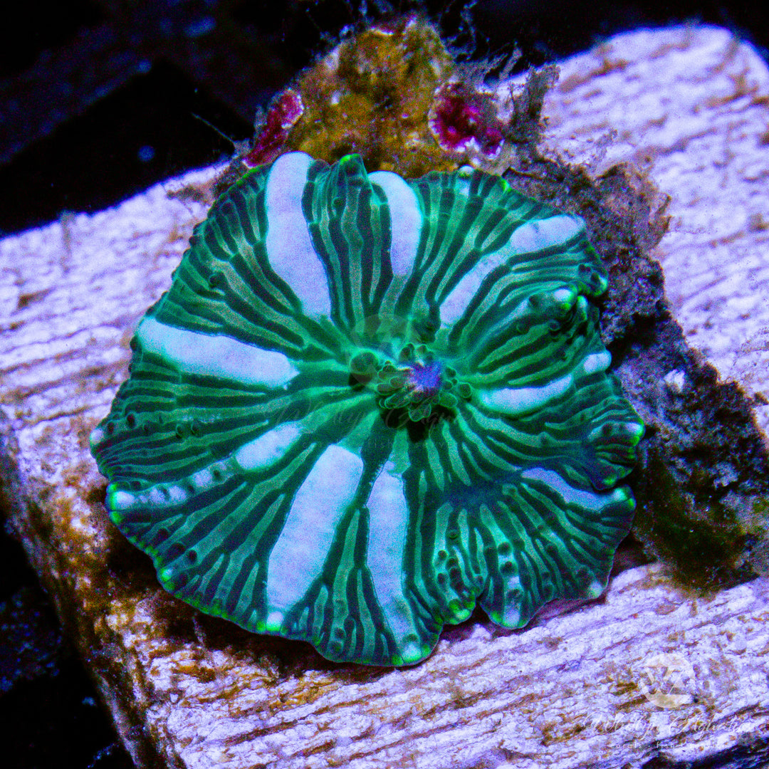 B43 - Watermelon Mushroom - WYSIWYG