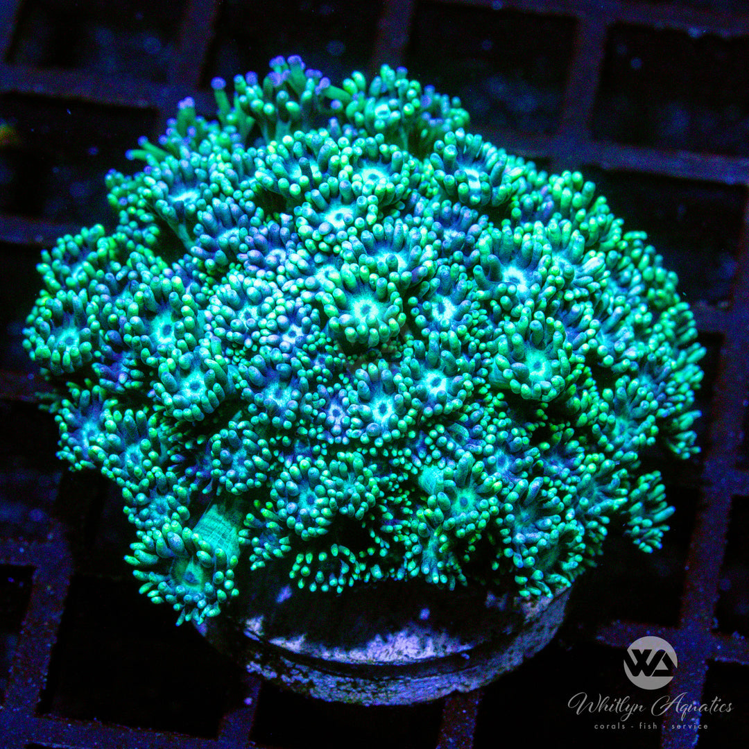 D01 - Metallic Green Goni - WYSIWYG