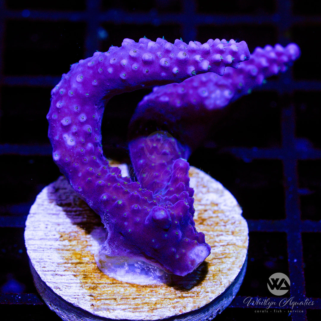 B11 - XL Fireworks Acro - WYSIWYG