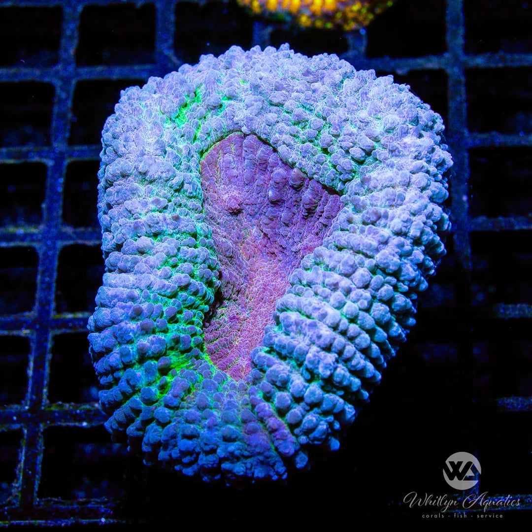 (B13) WA Mr. Freeze Lobo - WYSIWYG