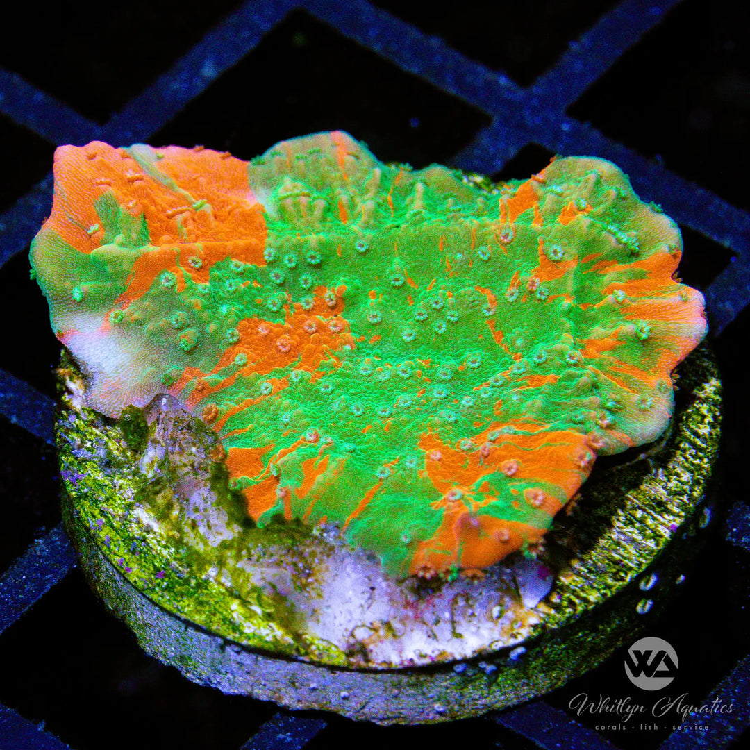 (B13) WA Pumpkin Splice Monti Cap - WYSIWYG