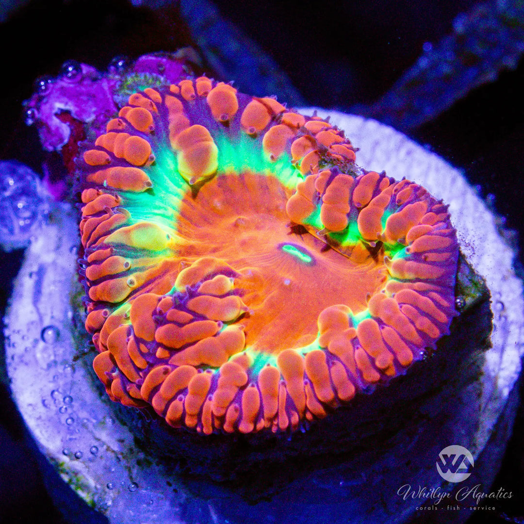 (B15) WA Halo Blasto - WYSIWYG