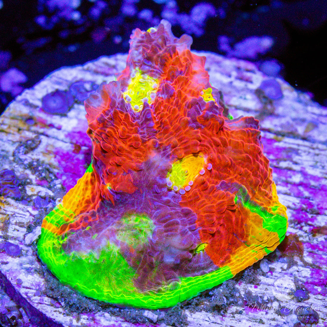 (B1) Jellybean Chalice - WYSIWYG