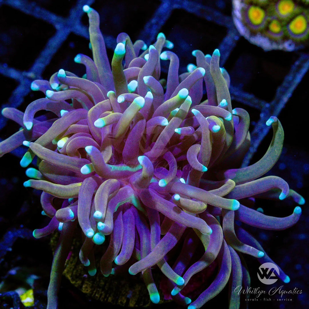 (B5) Indo Gold Torch - WYSIWYG