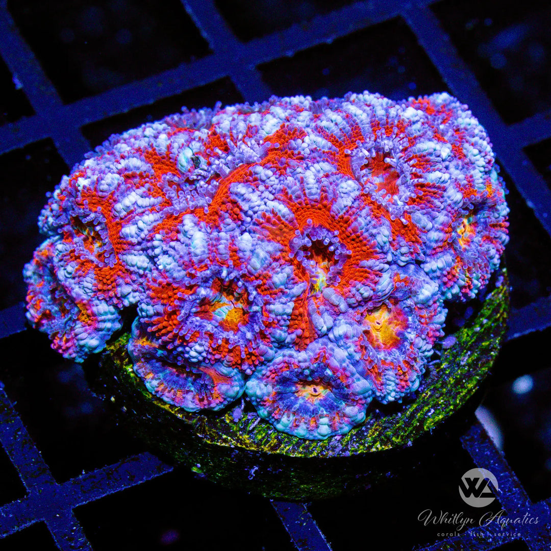 (B5) WA Frosted Acan - WYSIWYG
