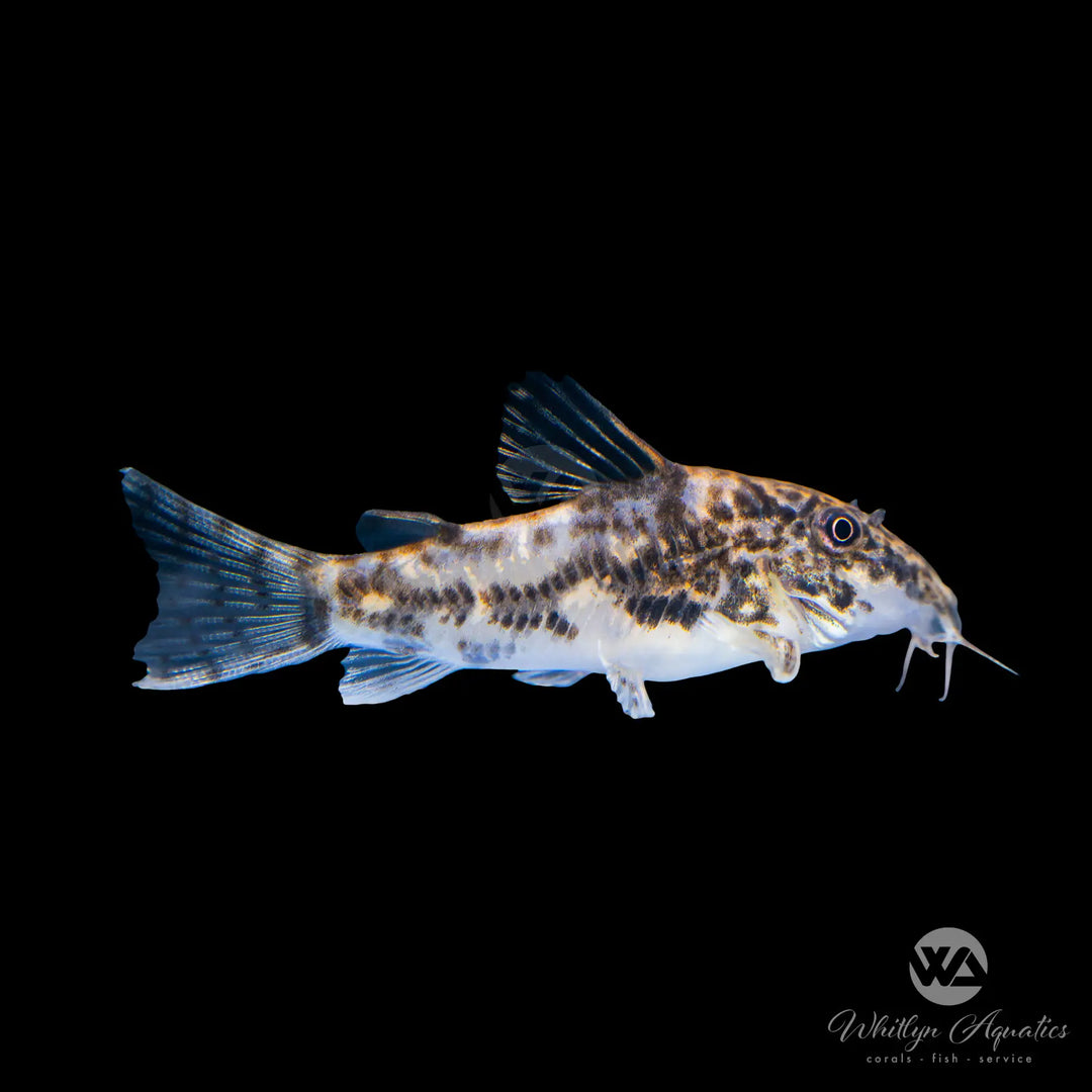 Banded Cory Catfish - Corydoras barbatus