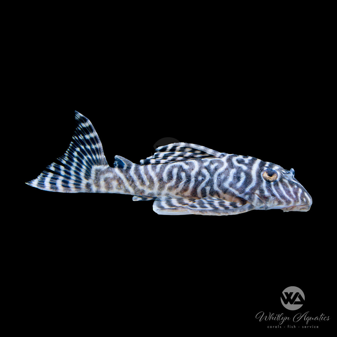 Belo Monte King Tiger Pleco - L333 - Hypancistrus seideli