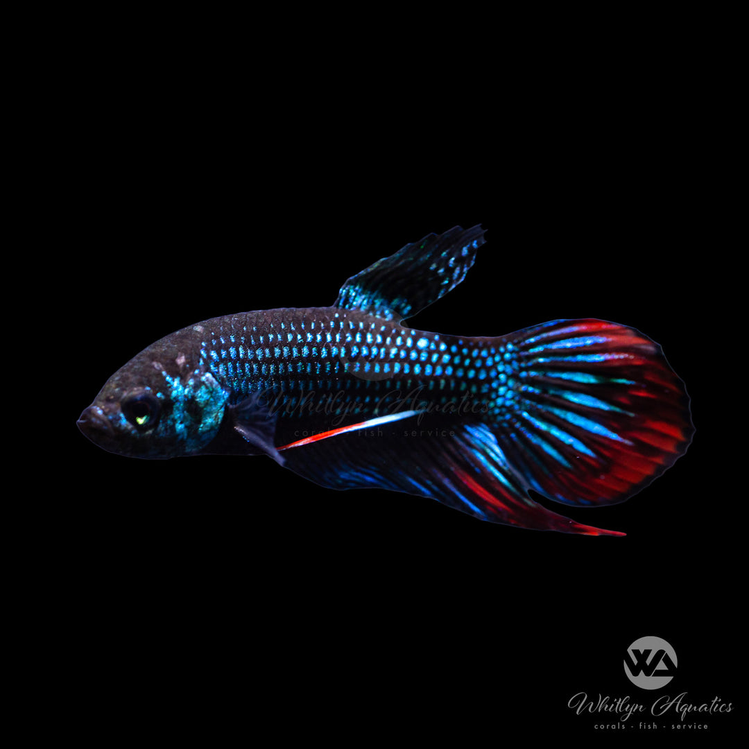 Betta Imbellis Male
