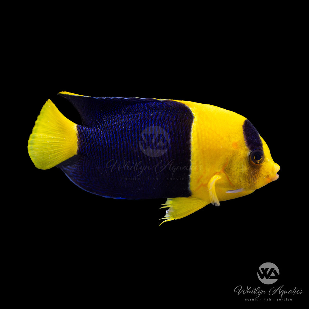 Bicolor Angelfish - Centropyge bicolor