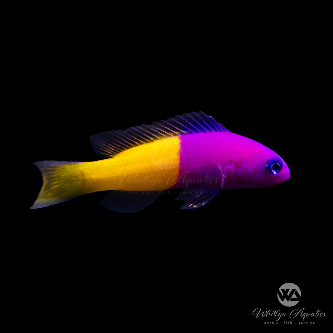 Bicolor Dottyback - Pictichromis paccagnellae