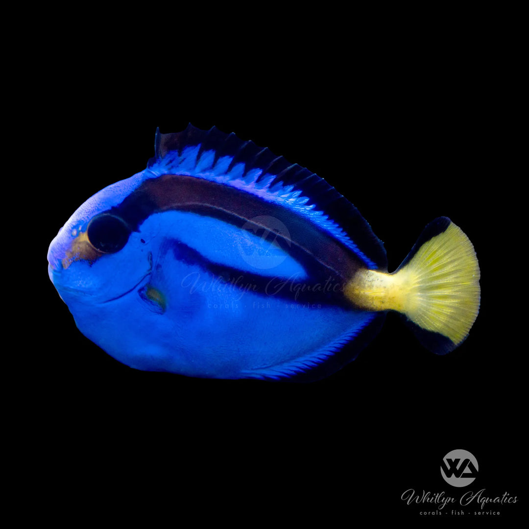Blue Hippo Tang (Biota Captive Bred) - Paracanthurus hepatus