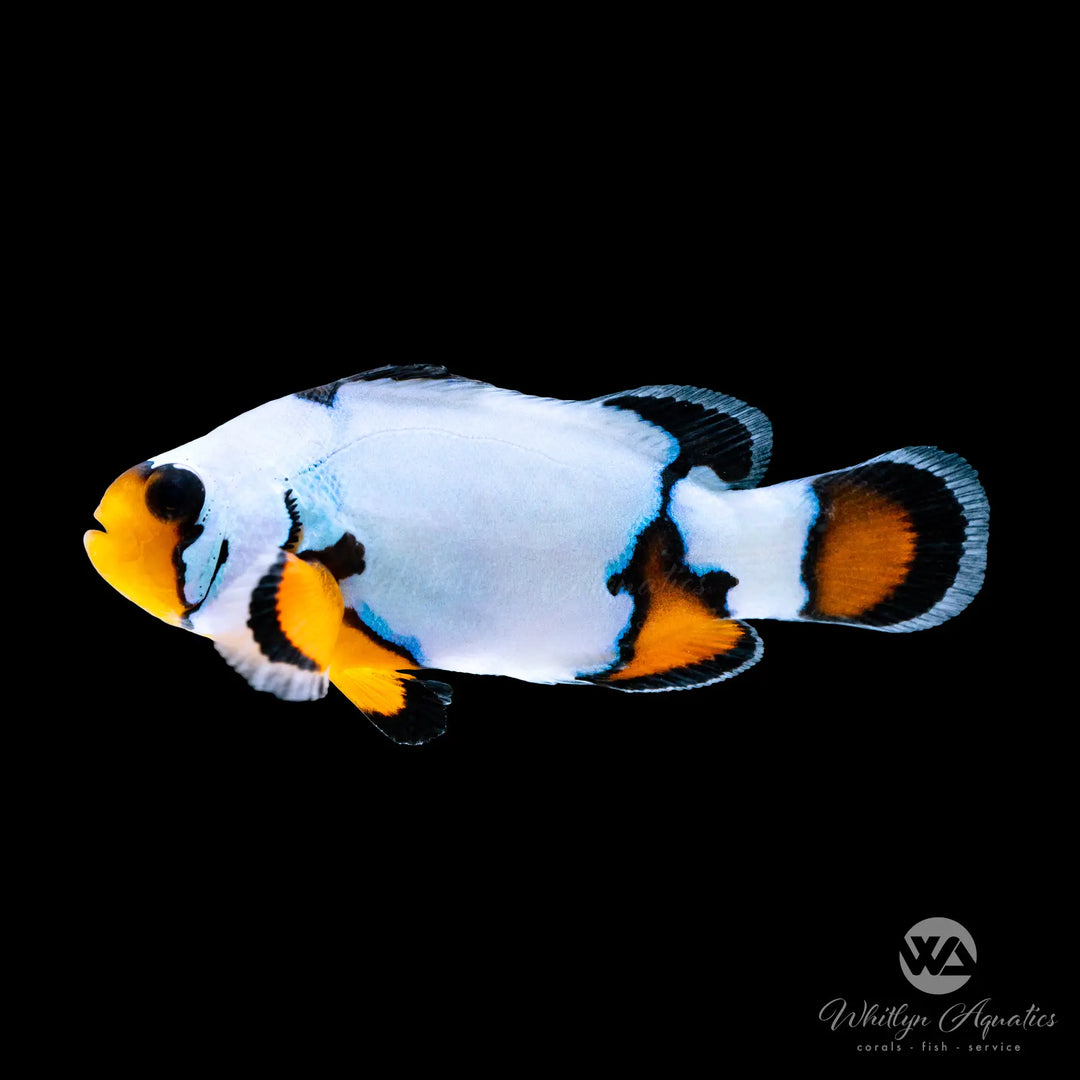 Black Ice Premium Clownfish - Amphiprion Ocellaris