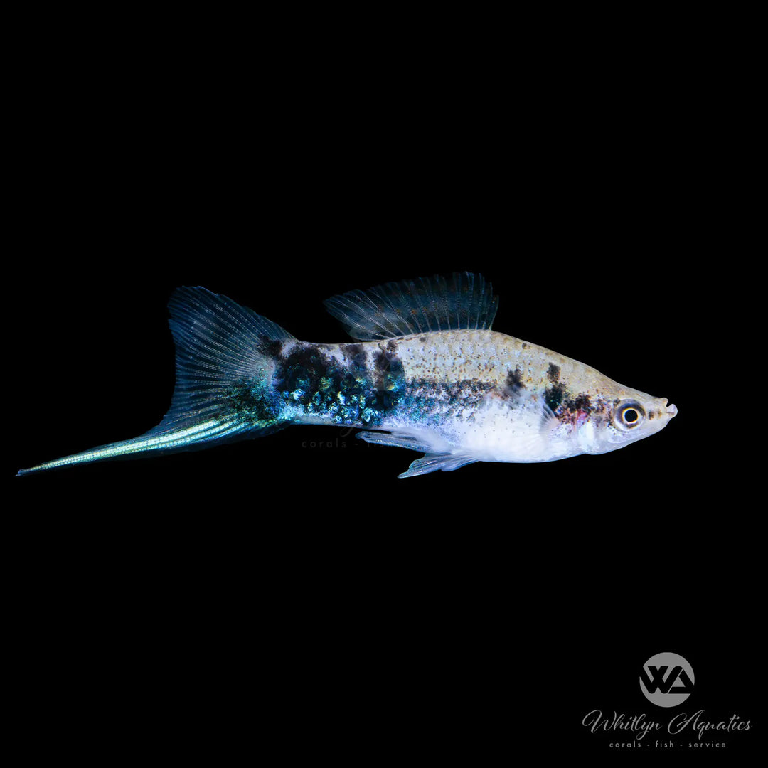 Black Marble Swordtail - Xiphophorus helleri