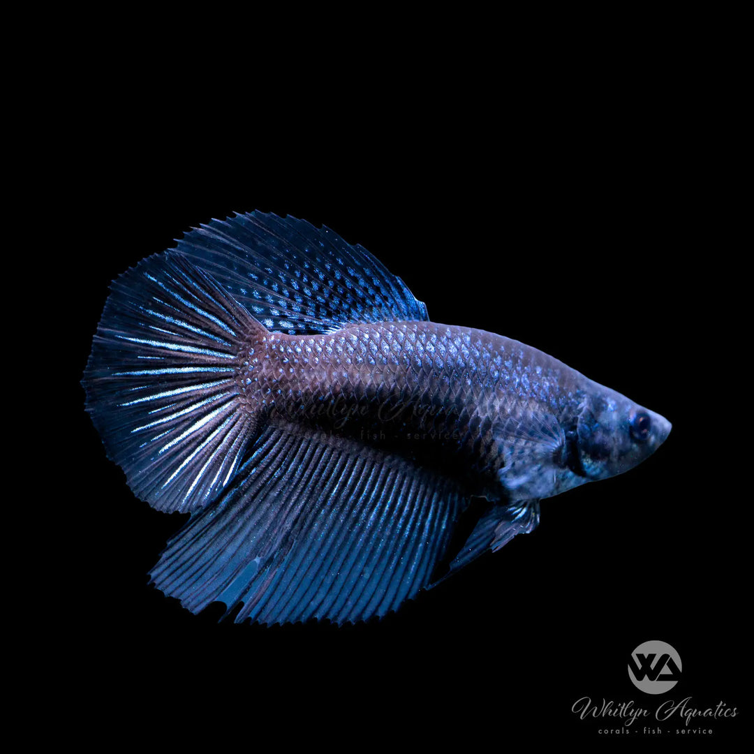 Black Samurai Betta Female