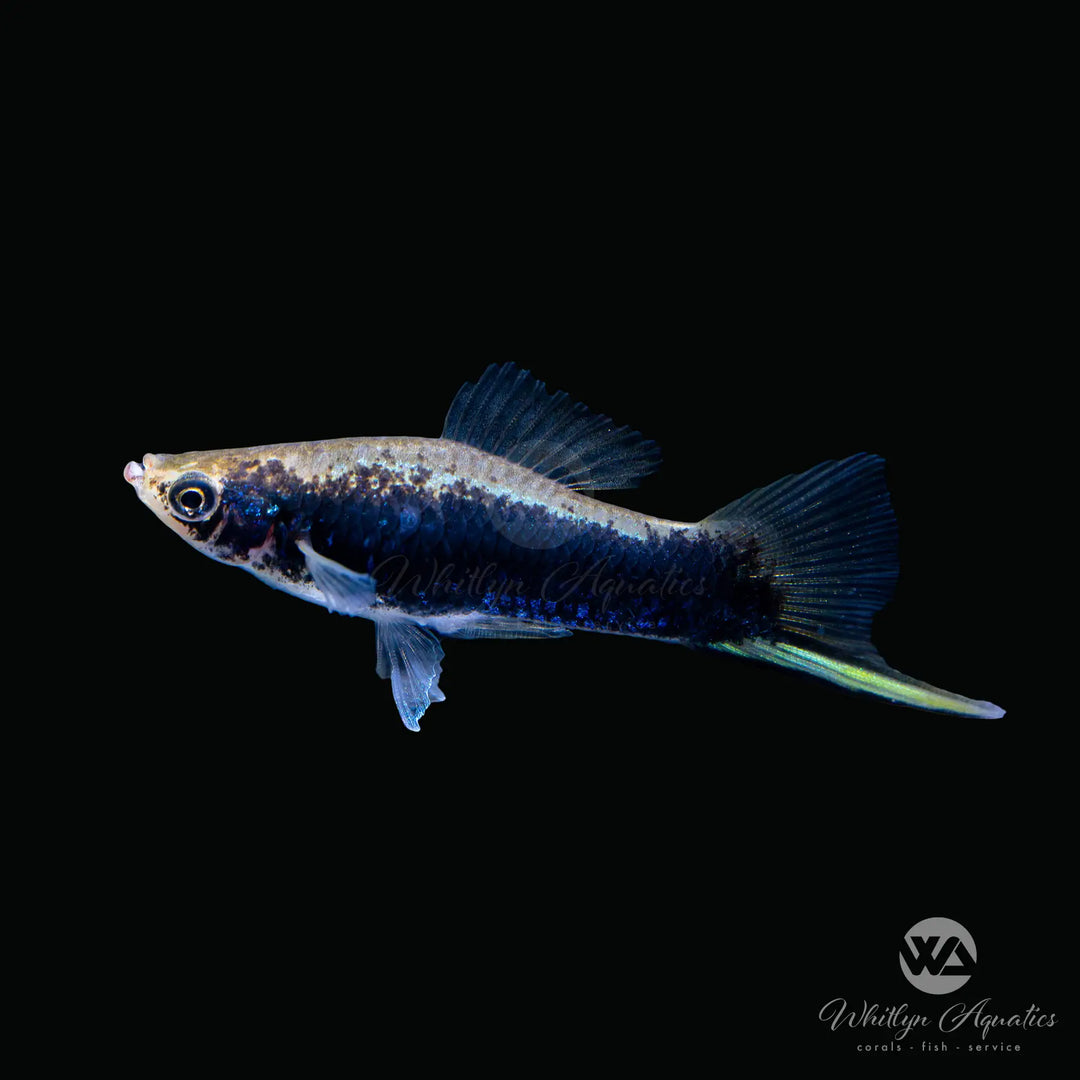 Black Swordtail - Xiphophorus helleri